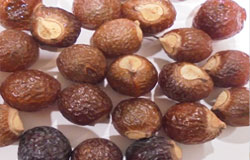 Soapnut